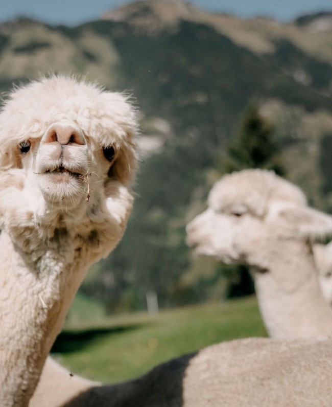 Alpakas in Großarl