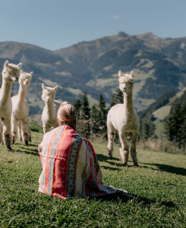 Zeit bei den Alpakas verbringen