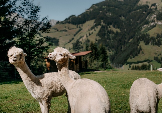 Alpakas des Hauses
