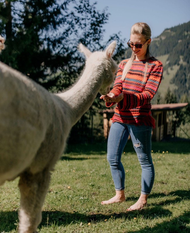 Alpaka F&uuml;tterung