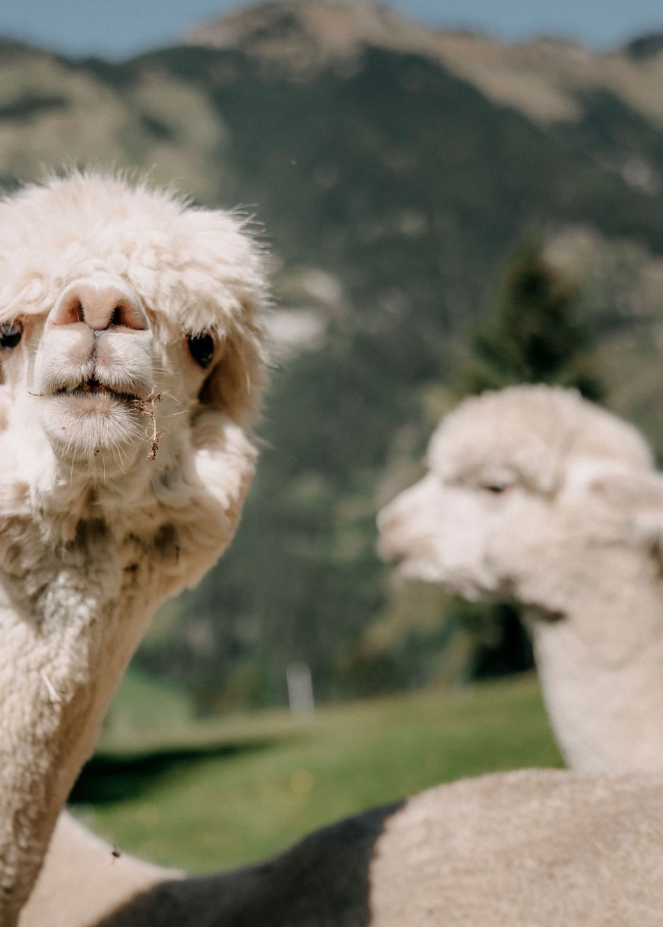 Alpaca enclosure in the Hotel Alte Post