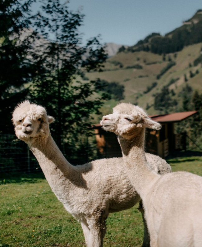 Alpacas in Grossarl, Salzburg province