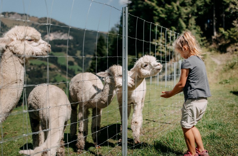Family hotel with alpacas