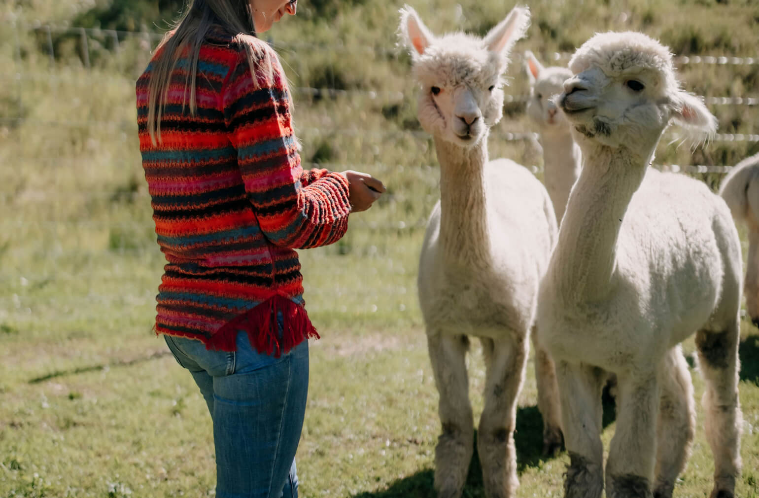 Alpaca hike in Grossarl Valley